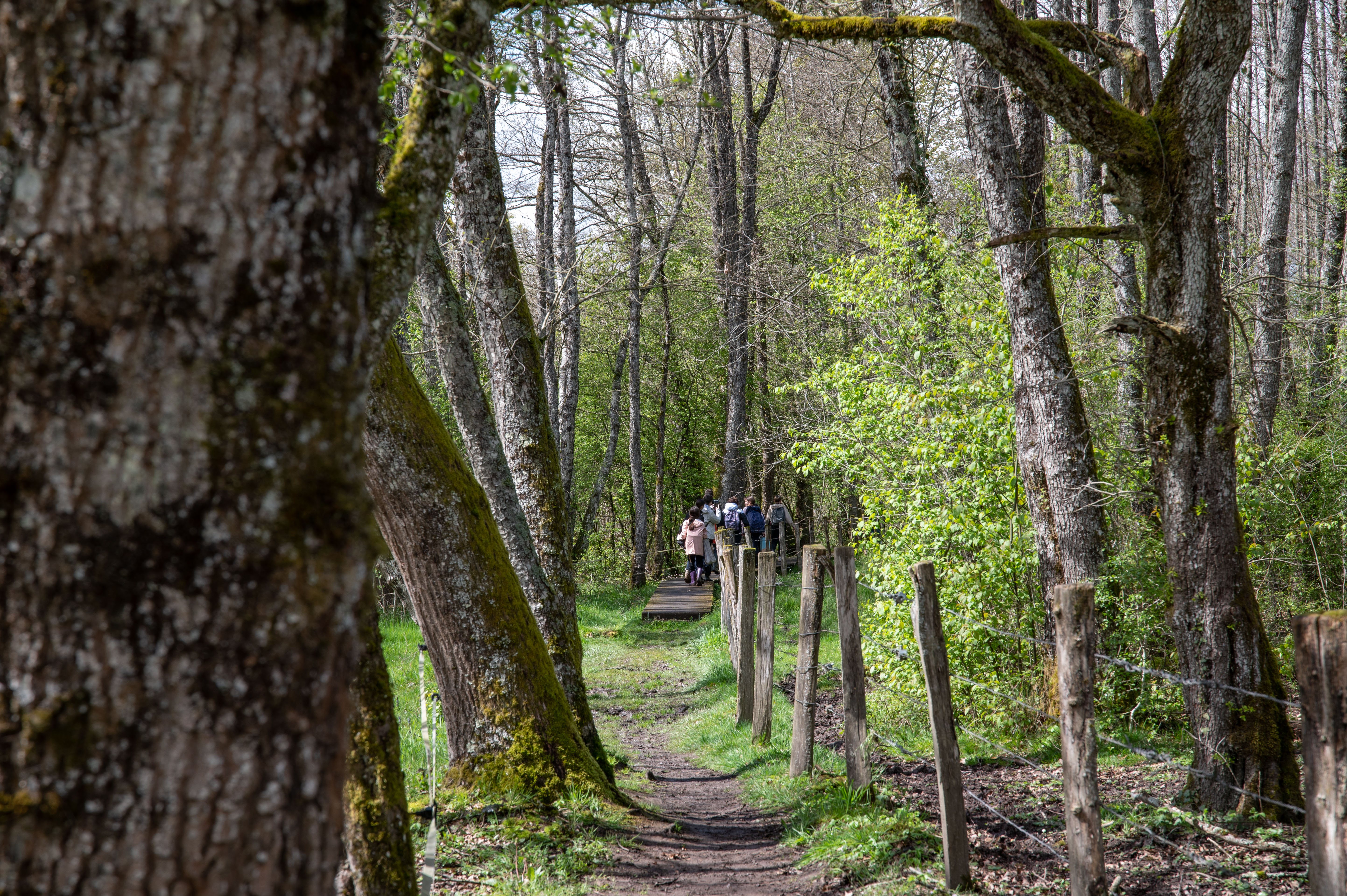 Paysage forestier