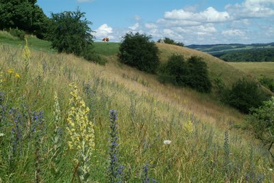 Coteaux de Belvoir