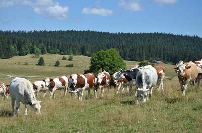 Vaches montbéliardes