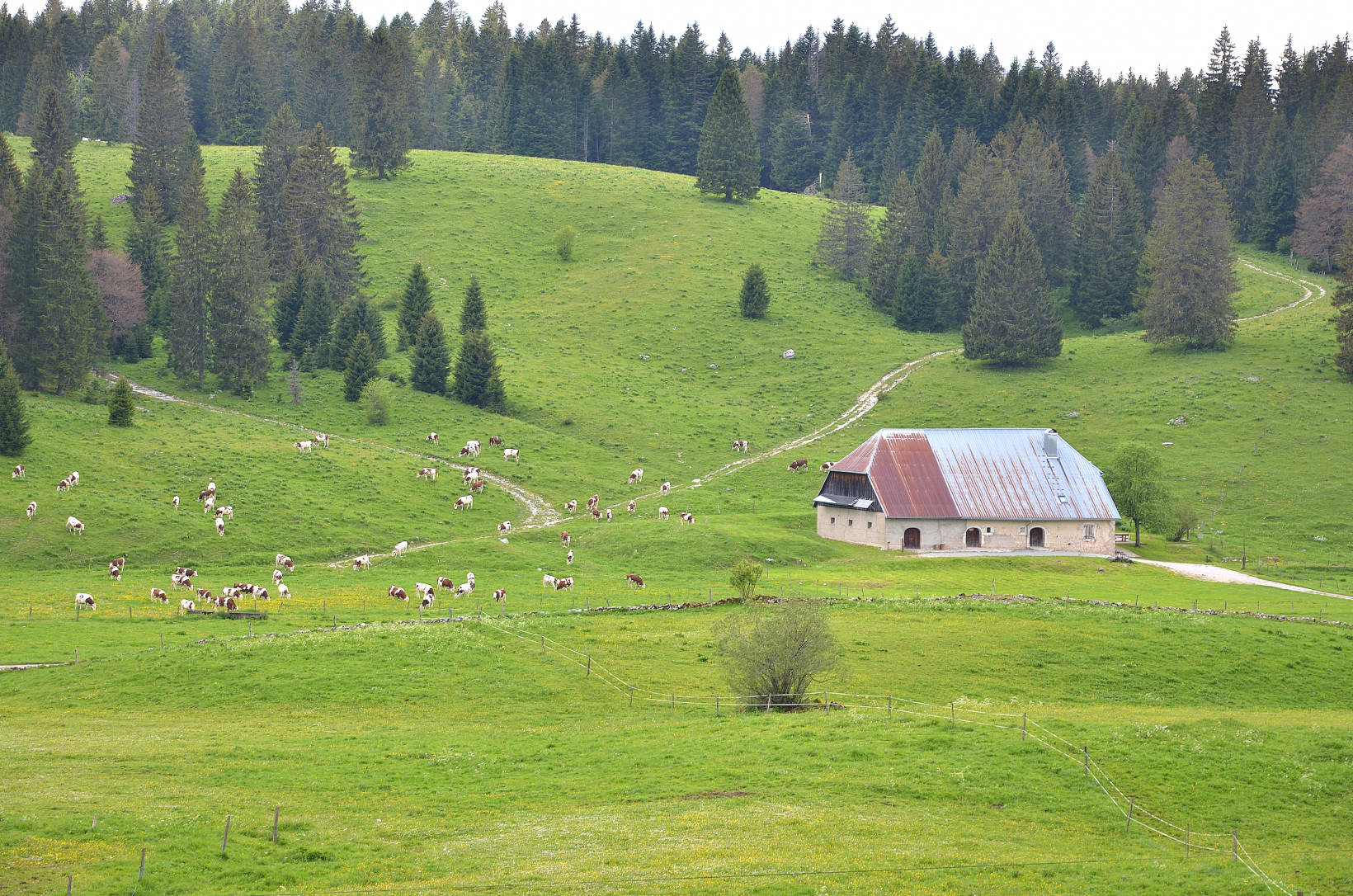 Forêt des Bâties