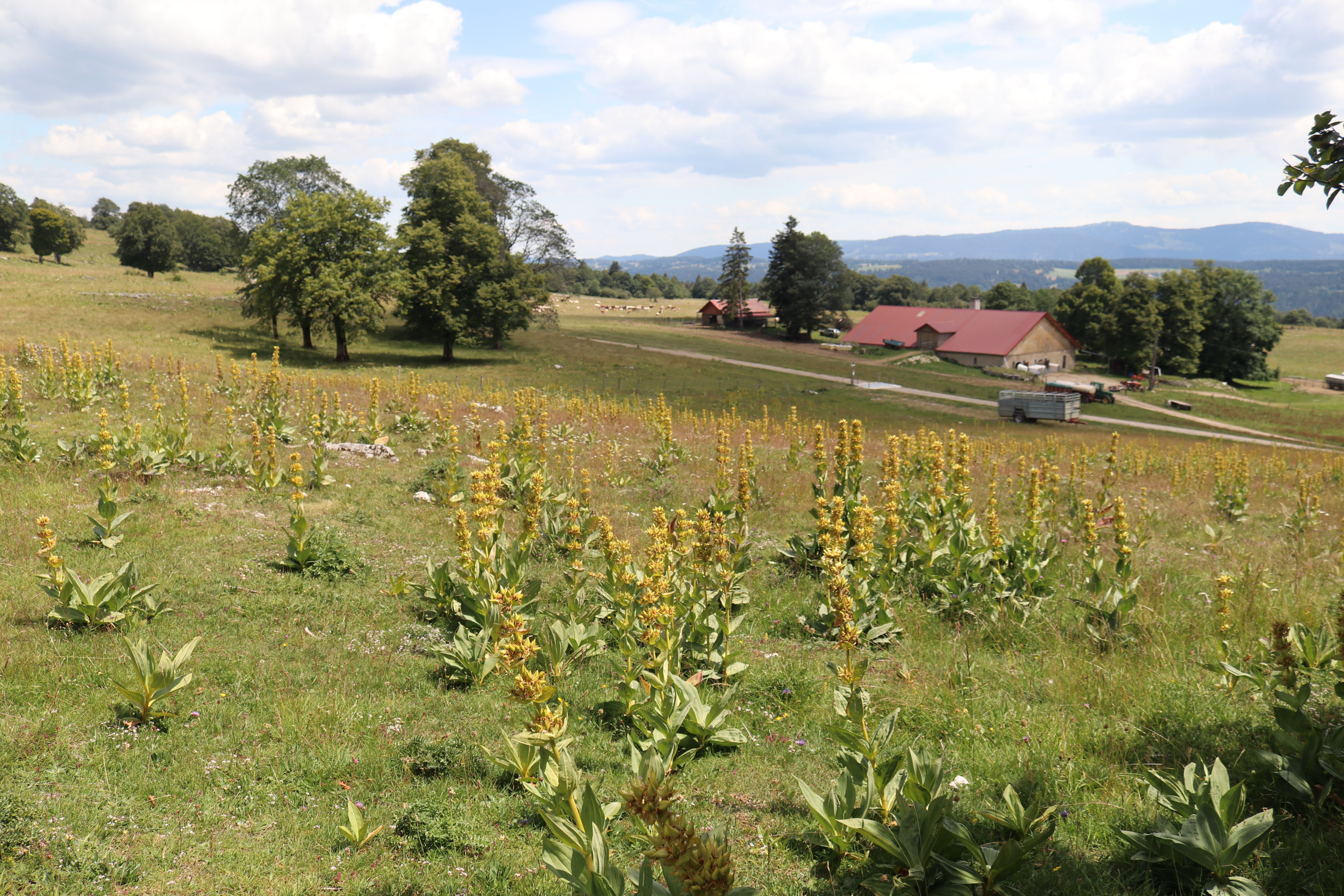 © Sauge Estelle (4)