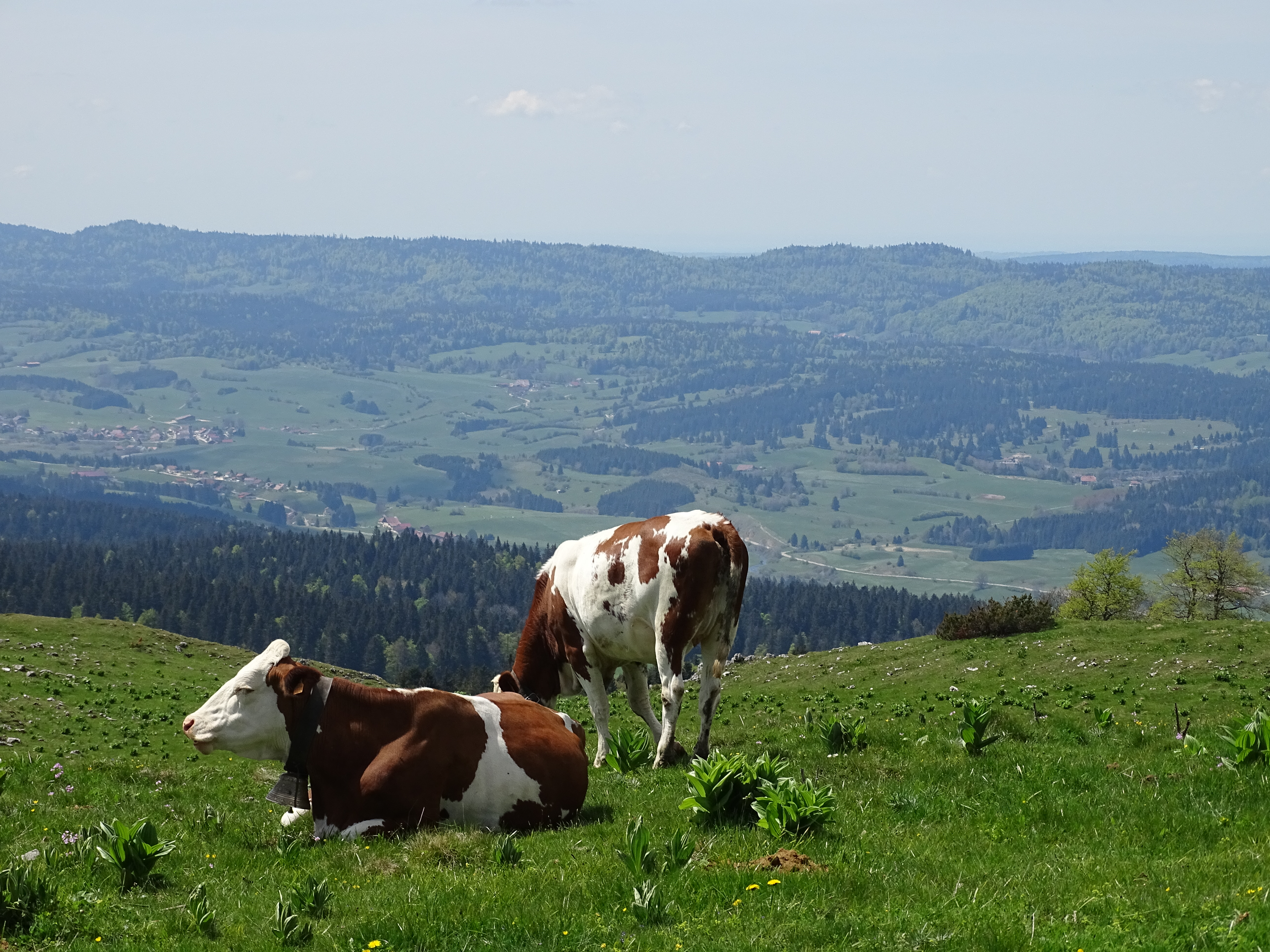 alpage mont d'or nature montagne jura