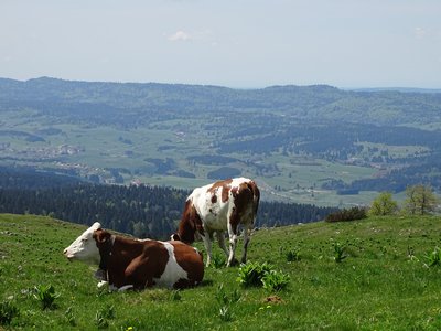 alpage mont d'or nature montagne jura
