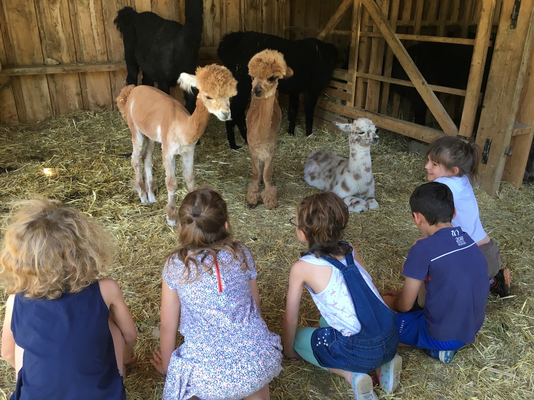 Enfant loisir Lama
