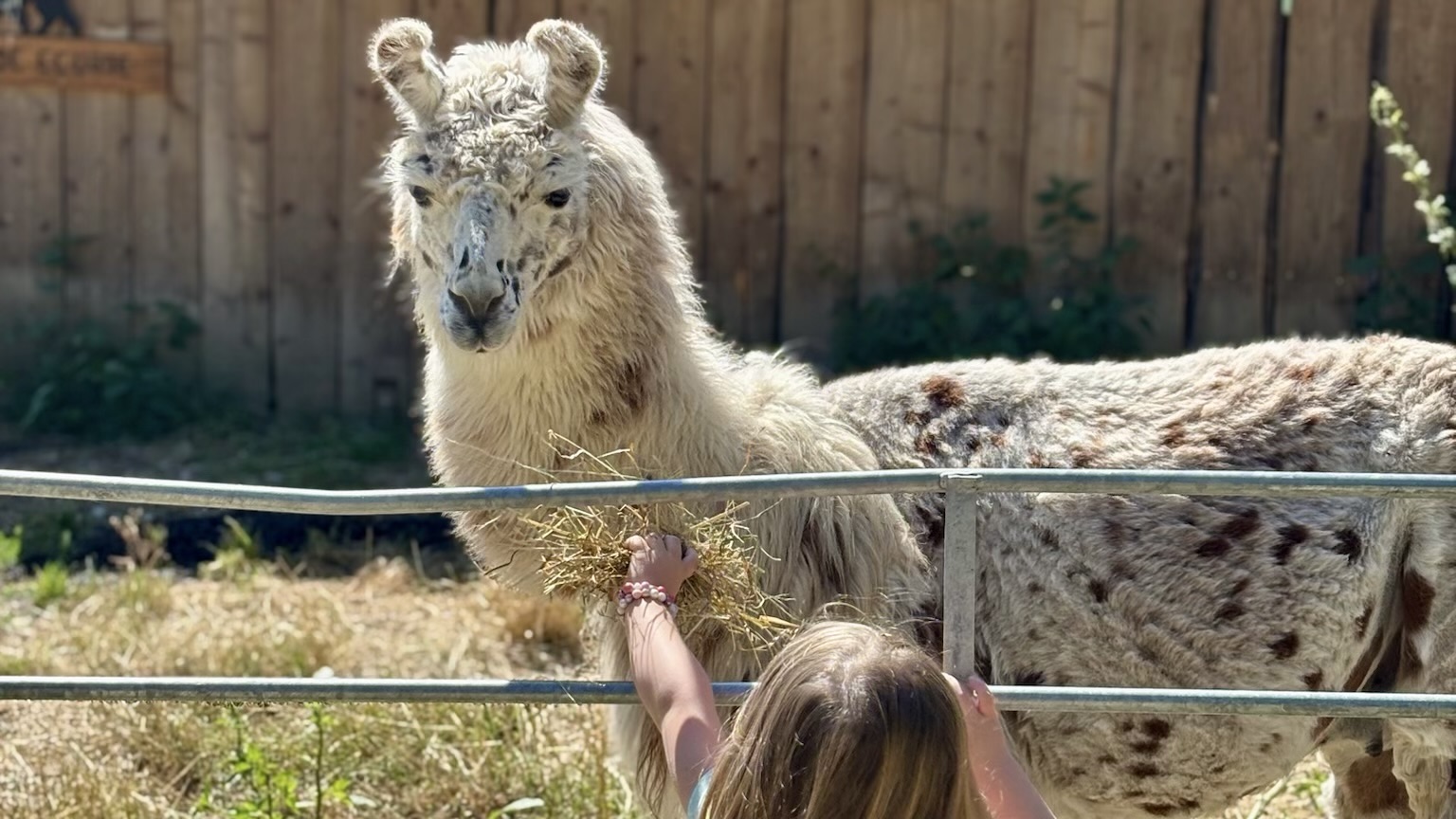 LamaLoisirMamirolle00010