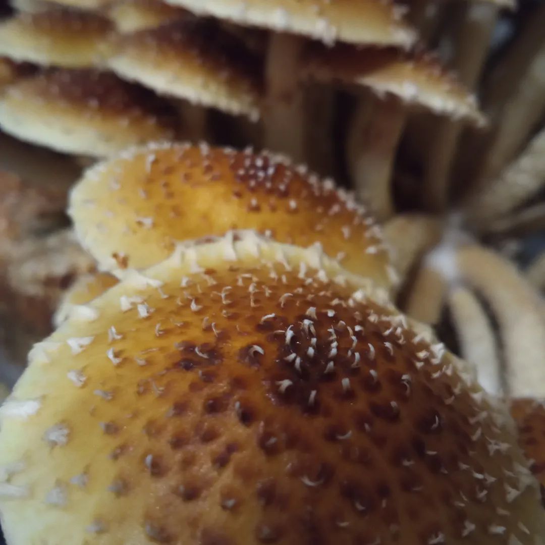 310977584_133819142737467_436667427716367353_n