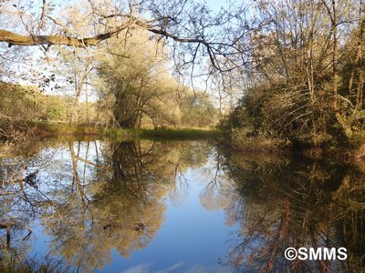 Étang de la Vaivre dans le marais de Saône