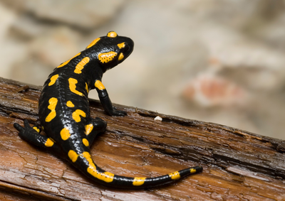Salamandre