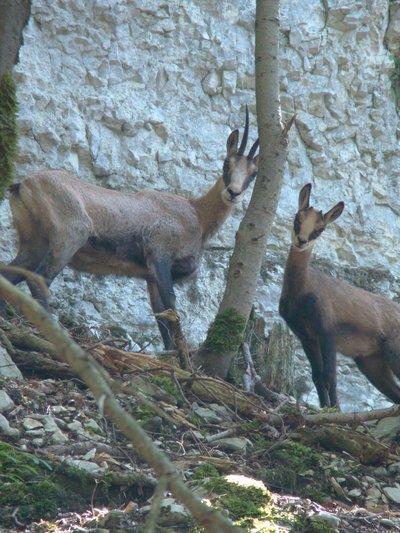 Chamois-Vallée du Doubs