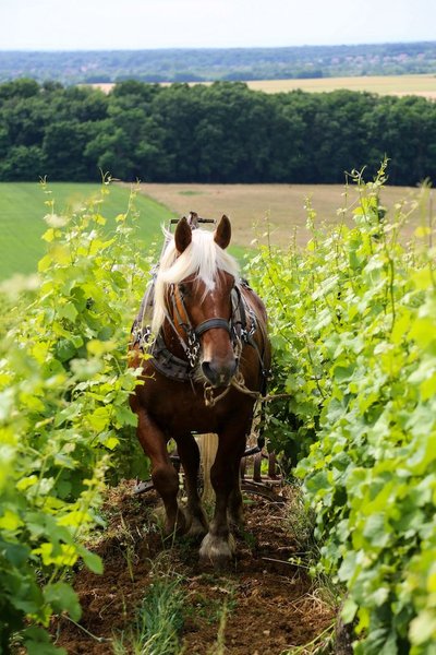 Cheval Comtois