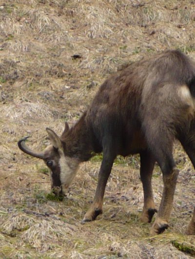 Chamois
