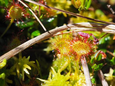 Drosera