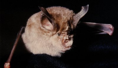 Grand rynolophe
