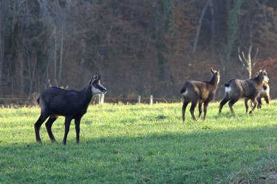 Harde de chamois