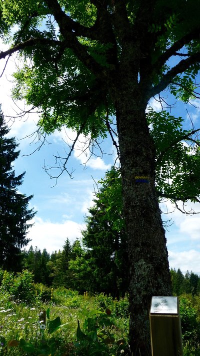 Arboretum du Toulombief