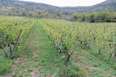 Vuillafans, vignes de Croux