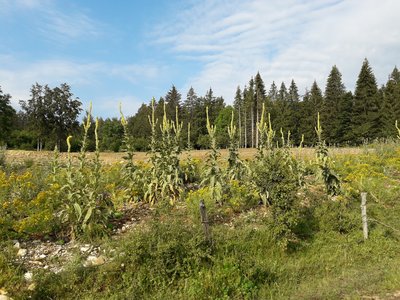 Prairie sèche des Granges l'Église (molènes noires)