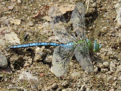 Anax empereur