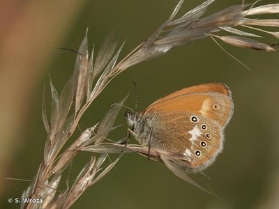 Fadet de la Mélique