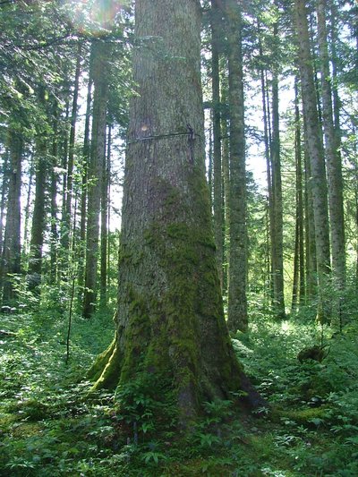 Les colosses végétaux de la forêt du Russey