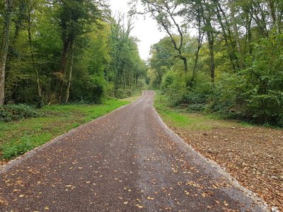 La forêt de Miémont