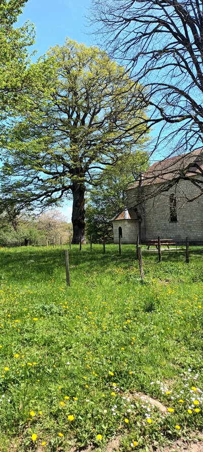 Foucherans, chêne de la Chapelle Saint-Maximin