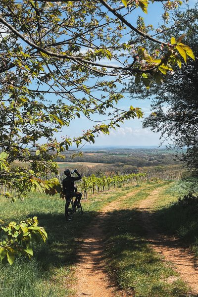 Le vignoble