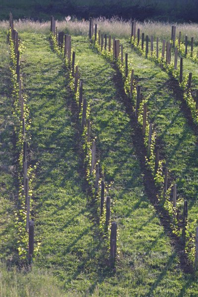 Les vignes de Champotey
