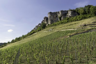 Vignes sous la roche du Mont