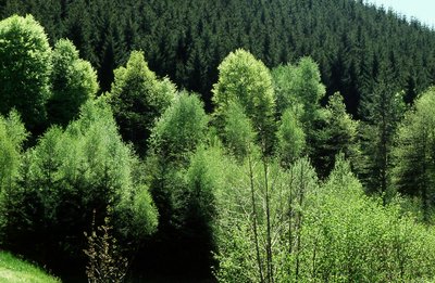 Forêt jurassienne