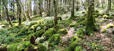 Lapiaz du Bois des Serpents, Lizine