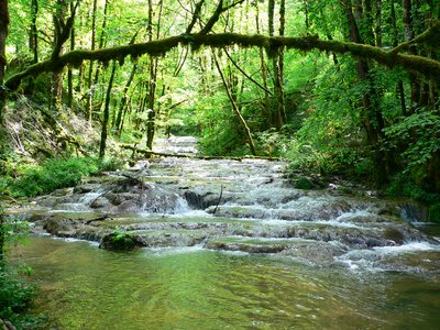 Le ruisseau de Waroly, dans un écrin de verdure