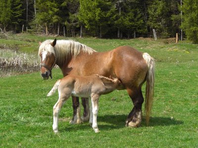 Maîche, berceau du cheval comtois
