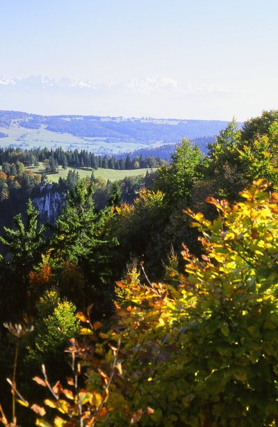 Une forêt en automne