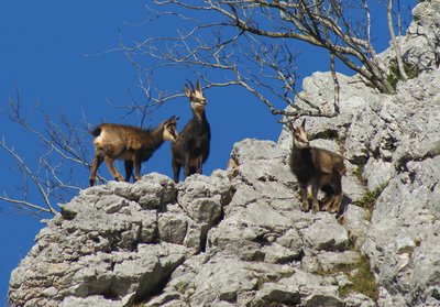 Chèvre chamois et ses petits