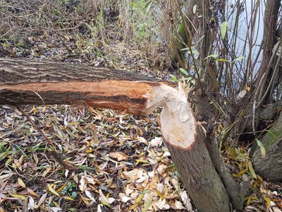 Un arbre rongé