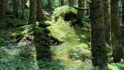 Forêt et mousse