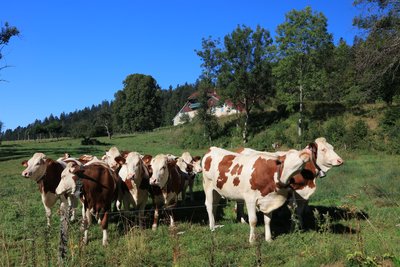 Troupeau de Montbéliardes