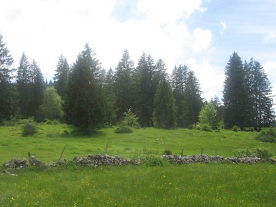 Le pâturage boisé ou le pré-bois