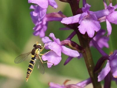 Syrphe sphaerophoria sur Gymnadenia conopsea