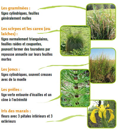 Exemples d'espèces typiques des marais
