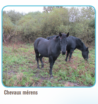 Chevaux pâturant