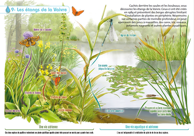 Faune et flore des étangs de Vaivre