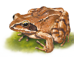 Grenouille agile