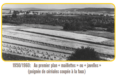 Photo ancienne du marais