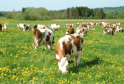Vaches dans la Couvre