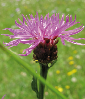 Centurée scabieuse