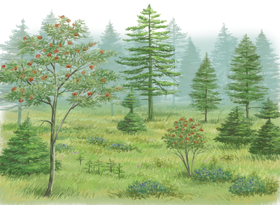 Représentation d'un pré-bois