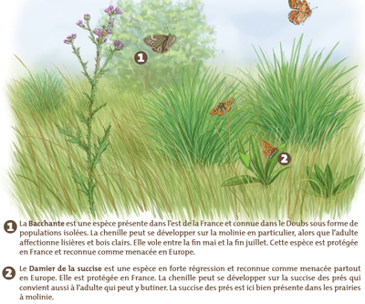 Papillons de la moliniaie