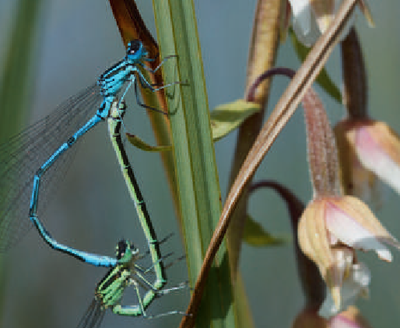 Couple de demoiselles